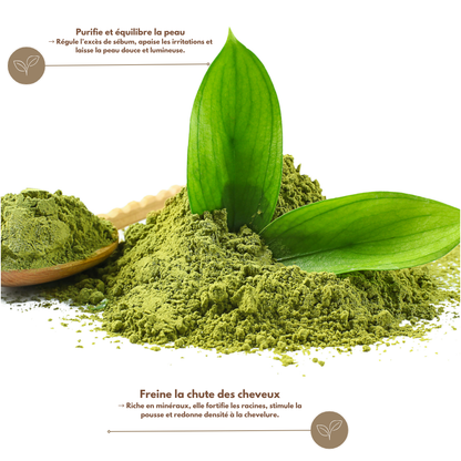 Poudre de Jujubier – SIDR (السدر)